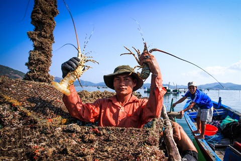 Les exportations vietnamiennes de homards ont plus que septuplé en neuf mois ảnh 1 Les exportations vietnamiennes de homards ont plus que septuplé en neuf mois ảnh 1