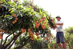 La récolte principale du litchi à Bac Giang se déroule du 10 juin au 25 juillet. Photo : Vu Sinh - VNA